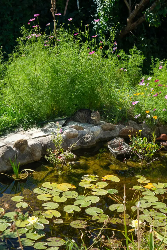 L’étang du jardin de l’atelier